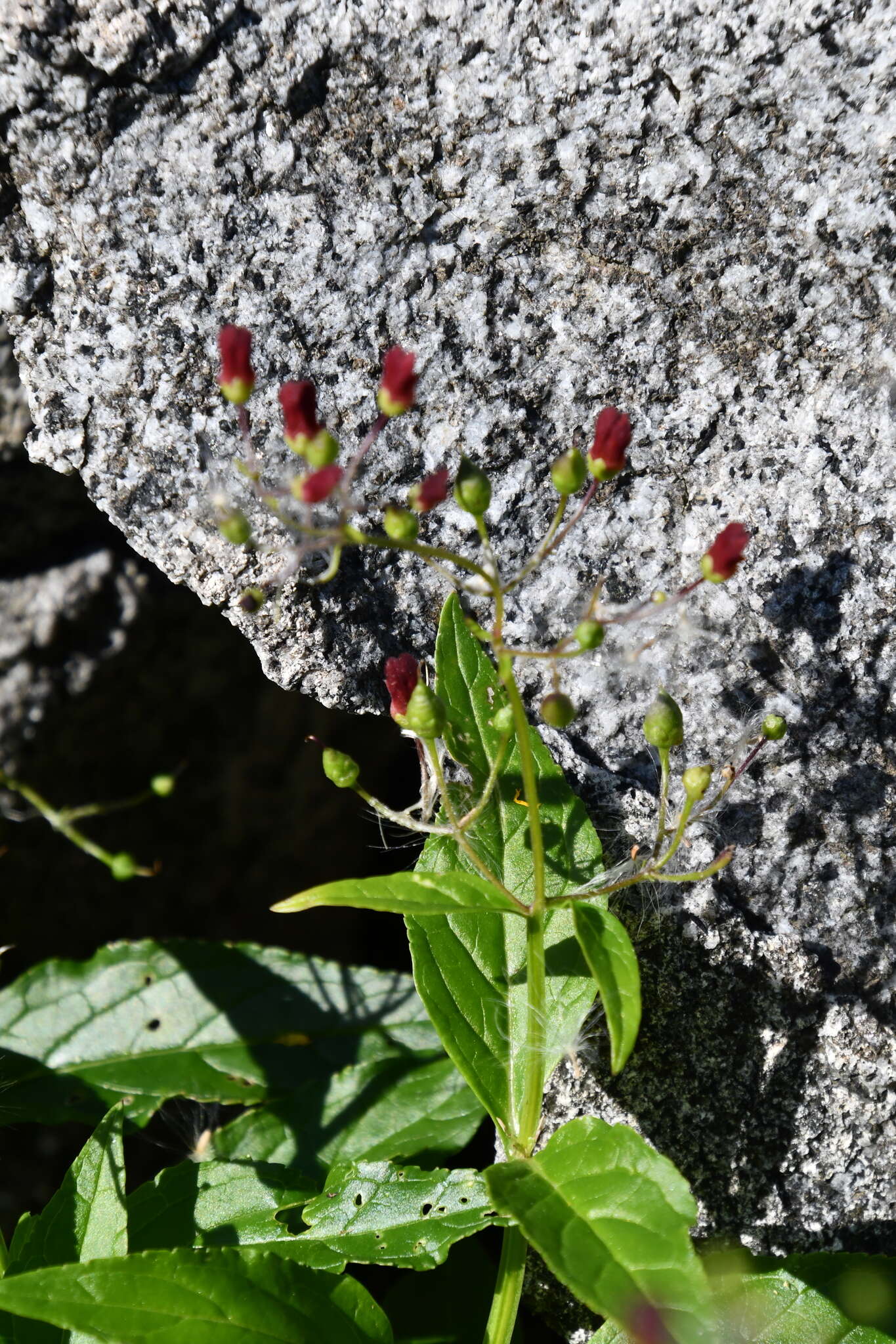 Image de Scrophularia grayana Maxim. ex Kom.