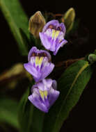 Imagem de Hygrophila uliginosa S. Moore