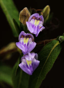 Image of Hygrophila uliginosa S. Moore