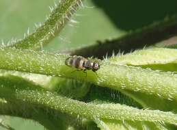 Image of cornsilk fly