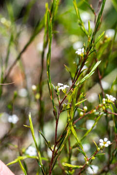 Image of Coleonema juniperinum (Spreng.) Sond.