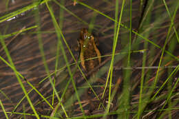 Imagem de Litoria adelaidensis (Gray 1841)