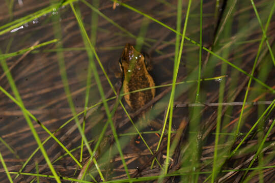 Image of Slender Tree Frog