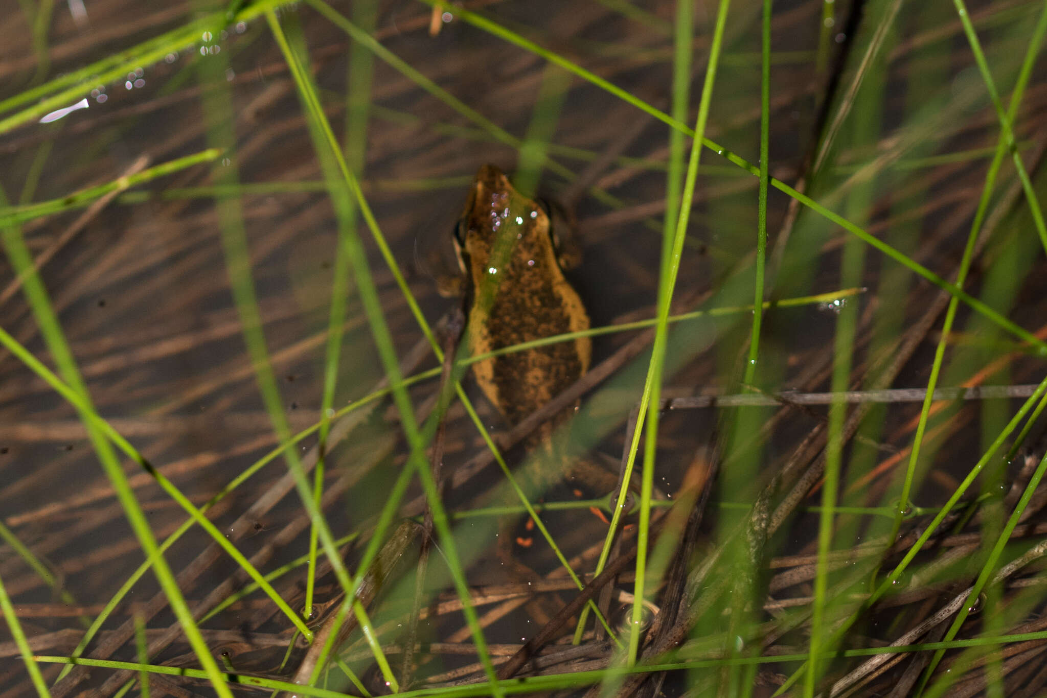 Imagem de Litoria adelaidensis (Gray 1841)