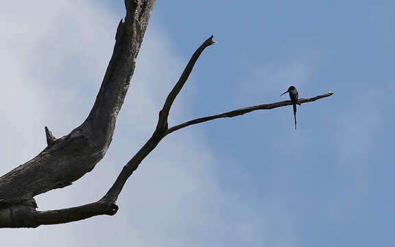 Image of Paradise Jacamar