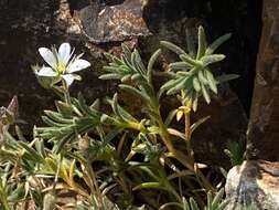 Image of Nuttall's sandwort