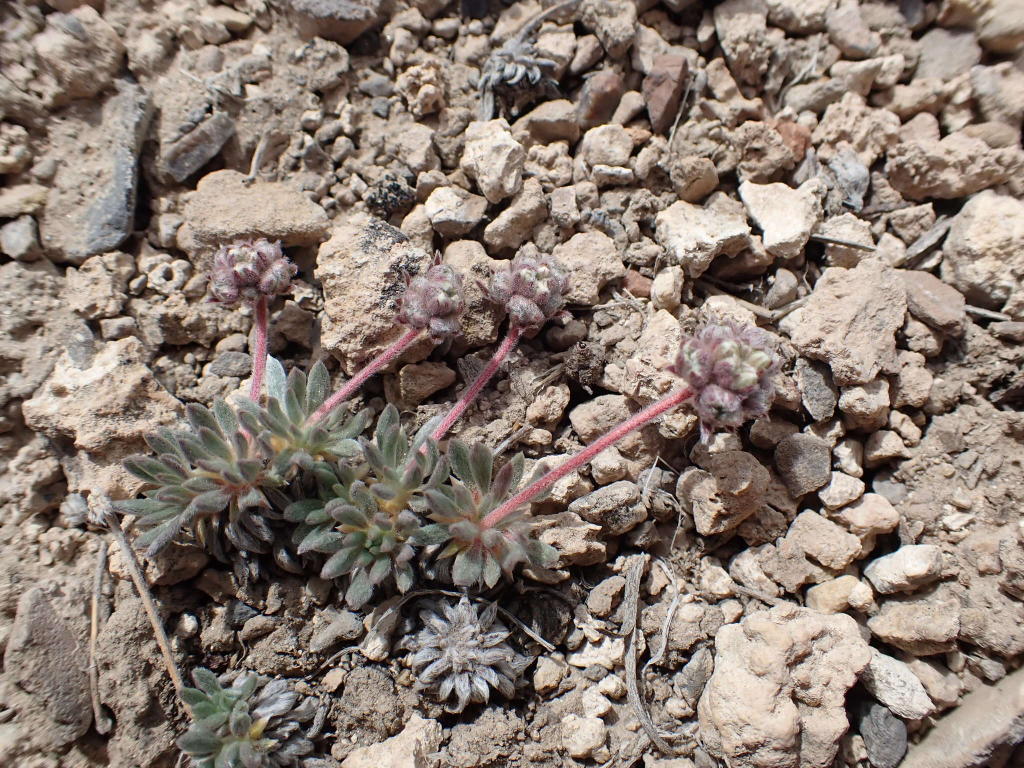 Image of gray buckwheat