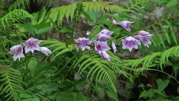 Imagem de Gladiolus geardii L. Bolus