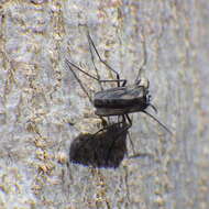 Image of Chironomidae