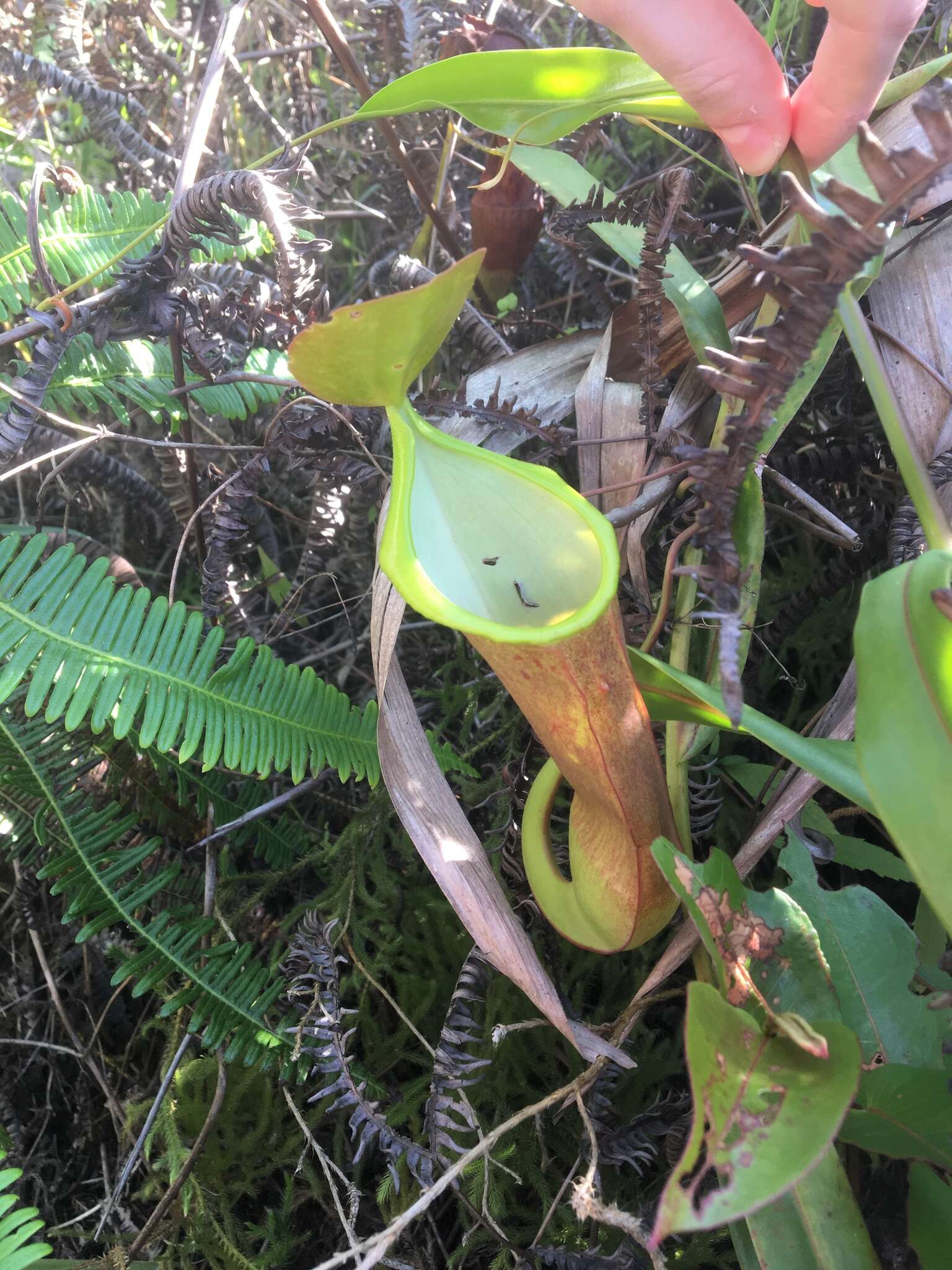 Image of Pitcher Plant