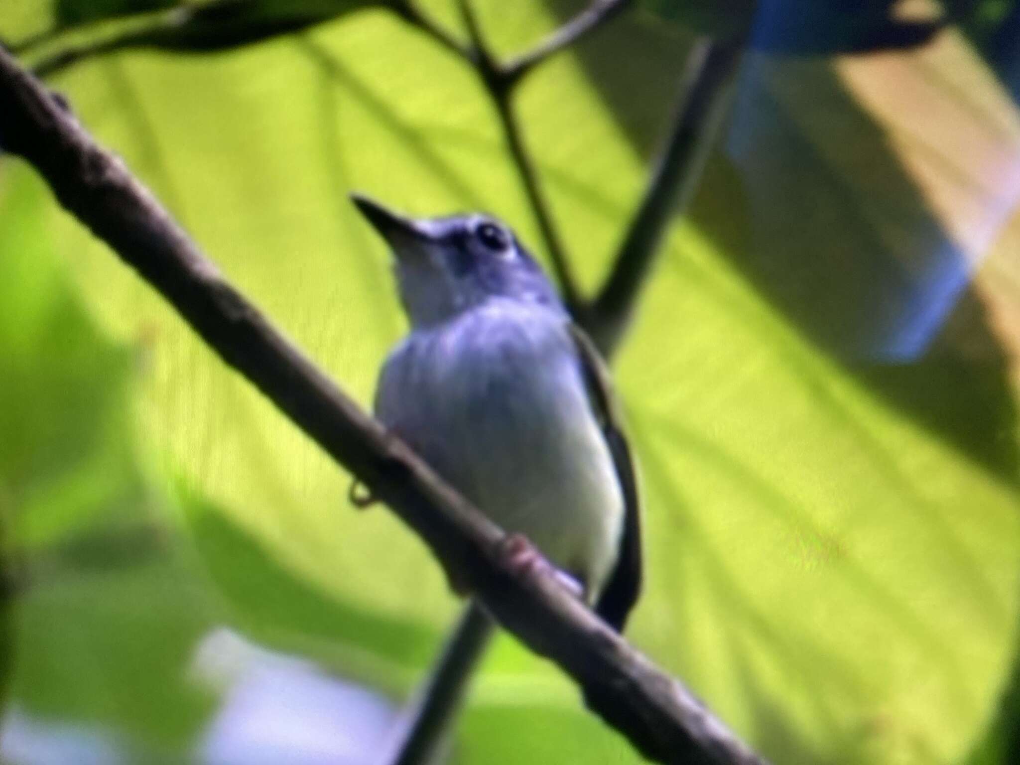 Image of Black-capped Pygmy Tyrant