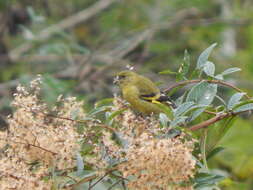 Image of Hooded Siskin