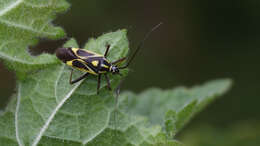 Image of Grypocoris syriacus Reuter 1896