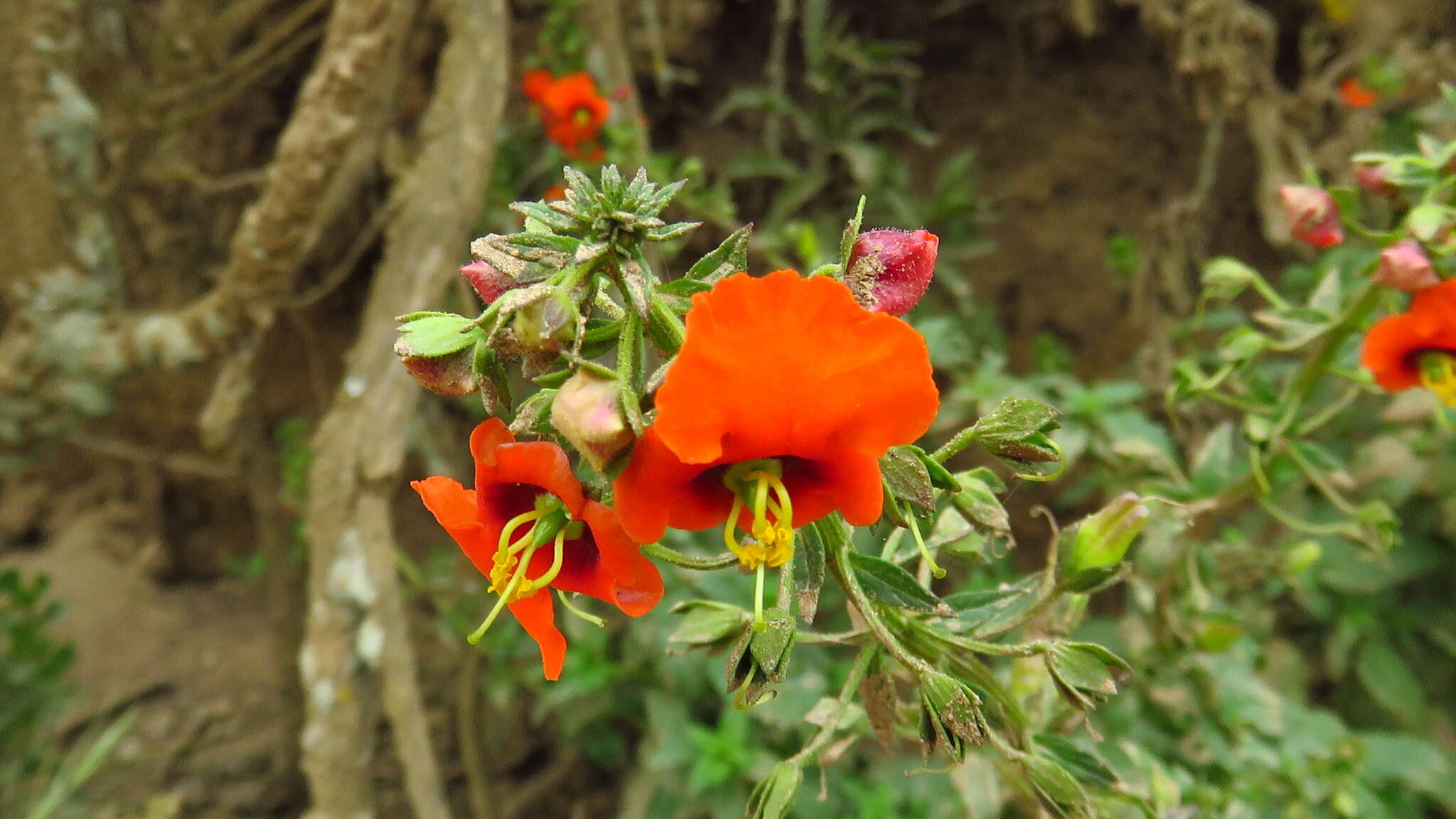 Image of Alonsoa meridionalis (L. fil.) Kuntze