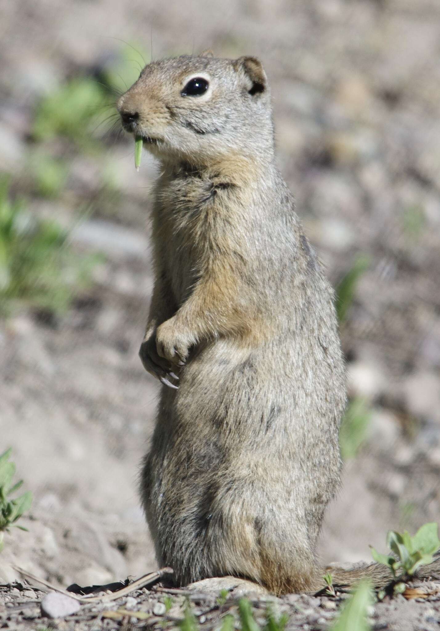 Image of Uinta ground squirrel