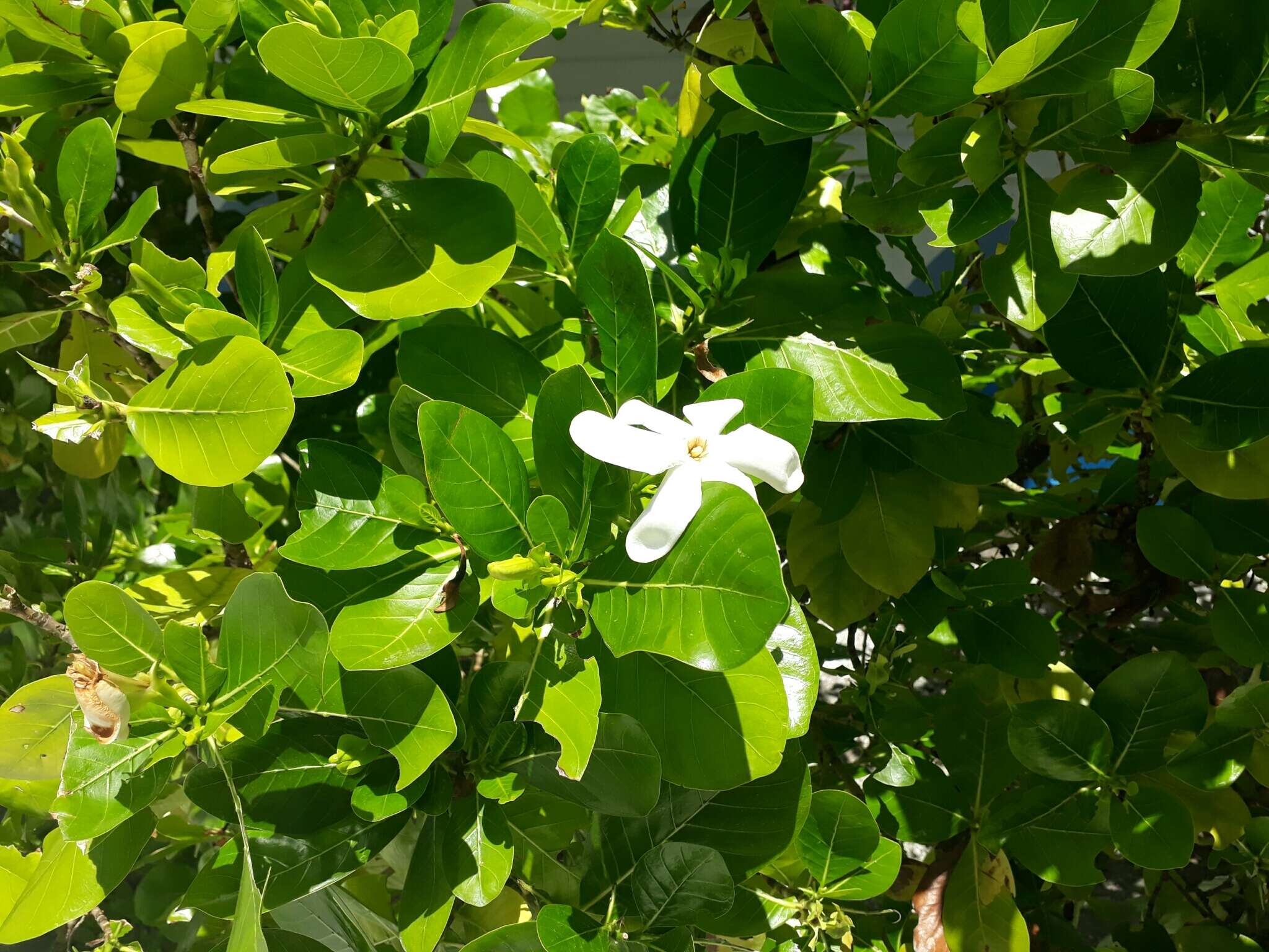 Image de Tiaré tahiti