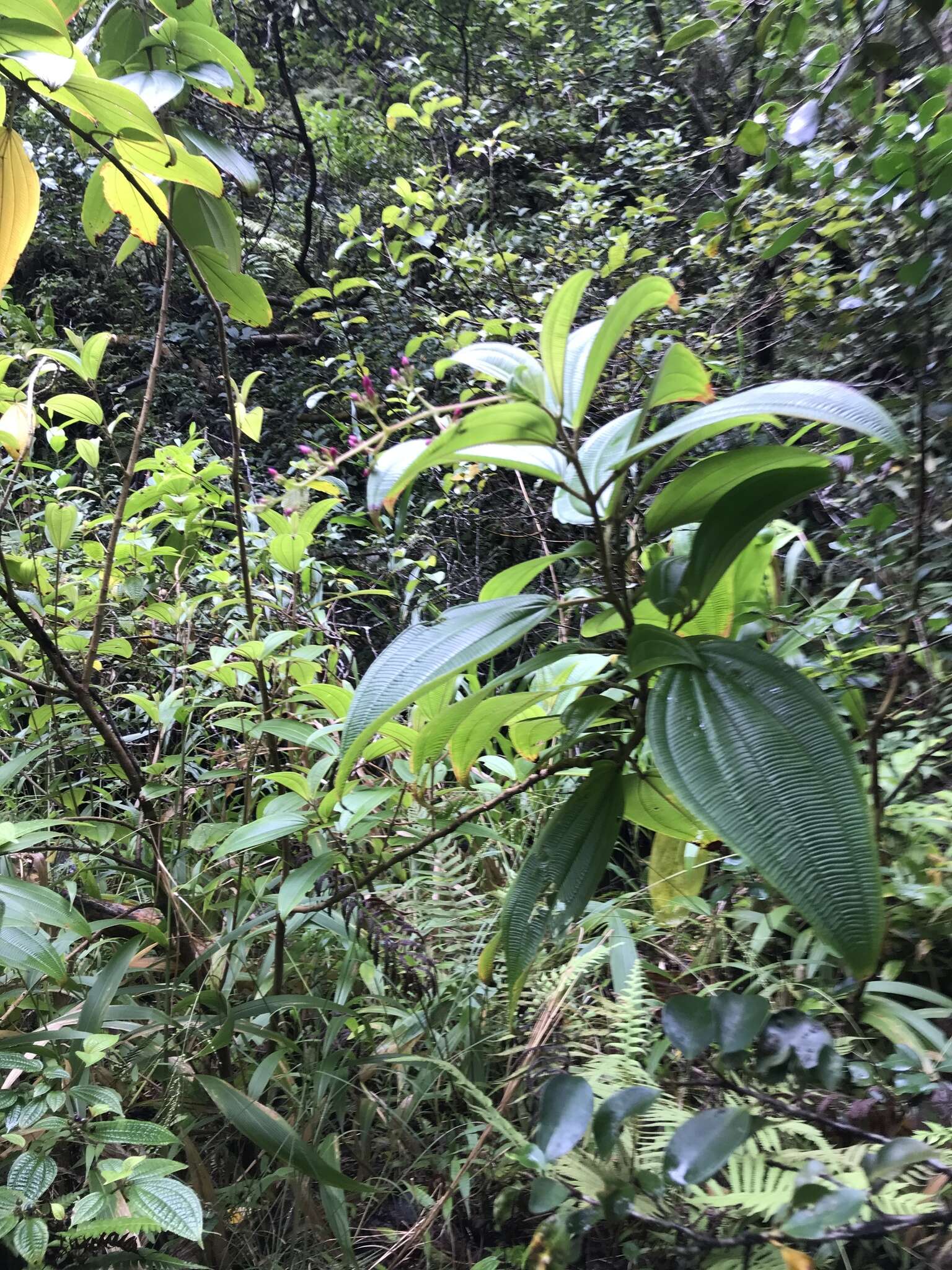 Image de Oxyspora paniculata (D. Don) DC.