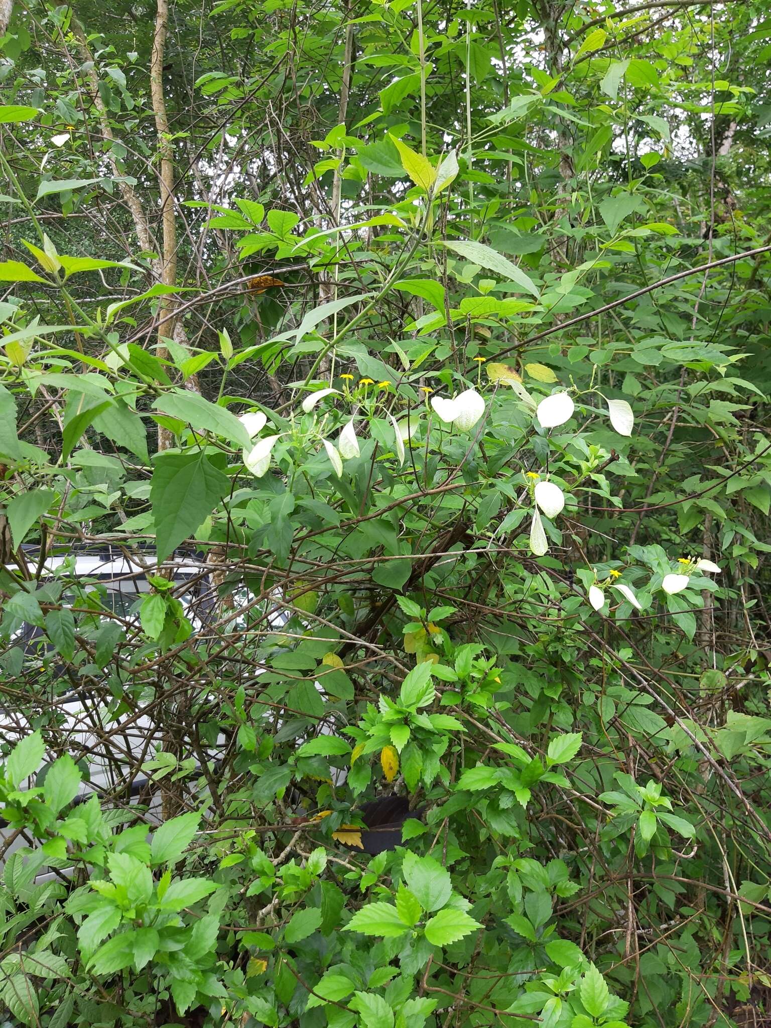 Image of Mussaenda parviflora Miq.