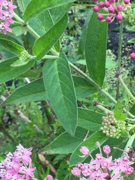 Sivun Asclepias incarnata subsp. pulchra (Ehrh. ex Willd.) Woods. kuva