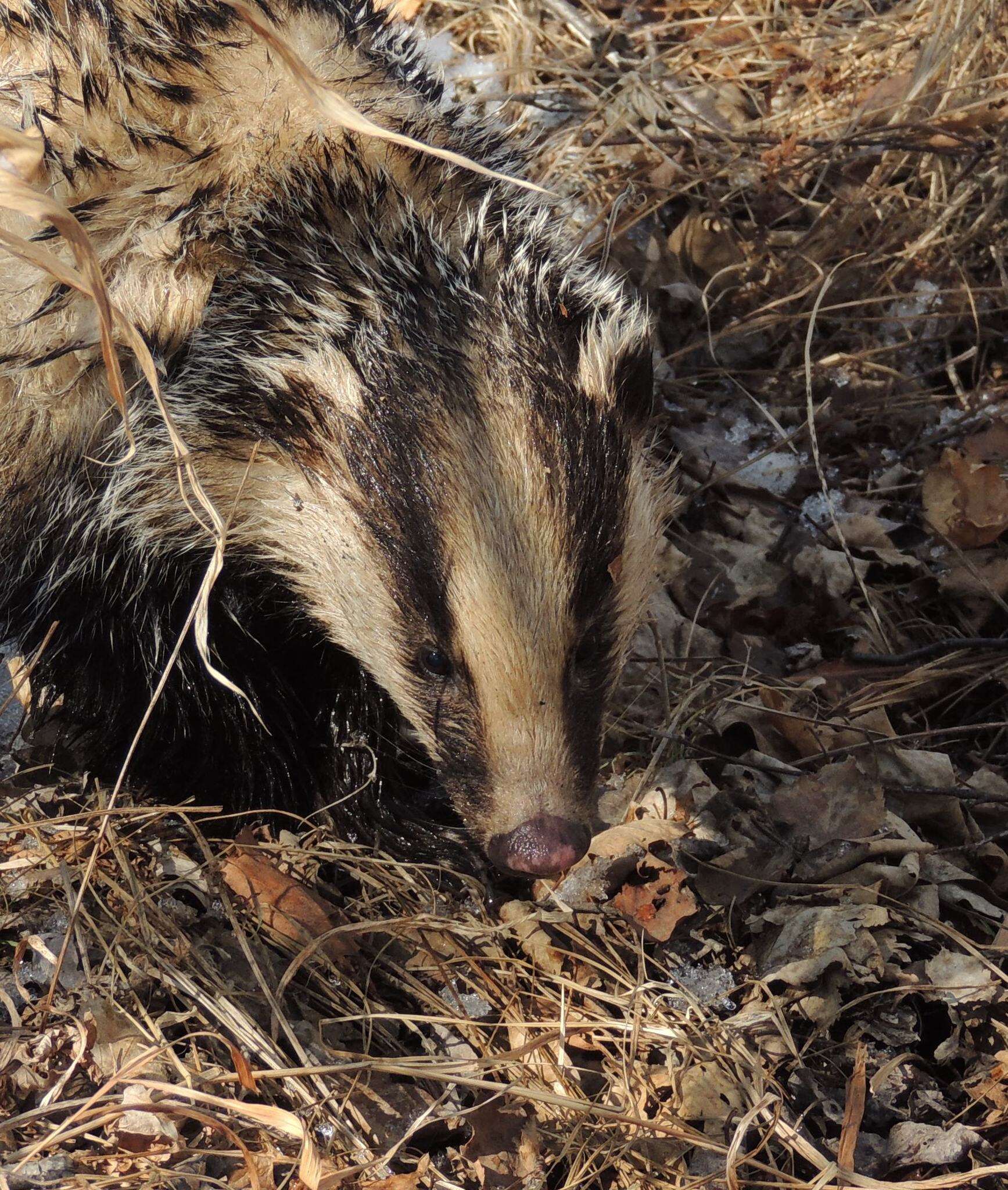 Image of Asian Badger