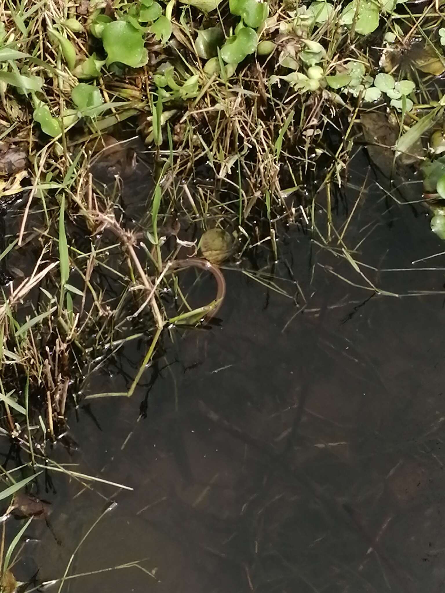 Thamnophis validus thamnophisoides (Conant 1961) resmi