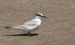 Image of Common Tern