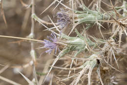 Image of Red Toothed Star-thistle