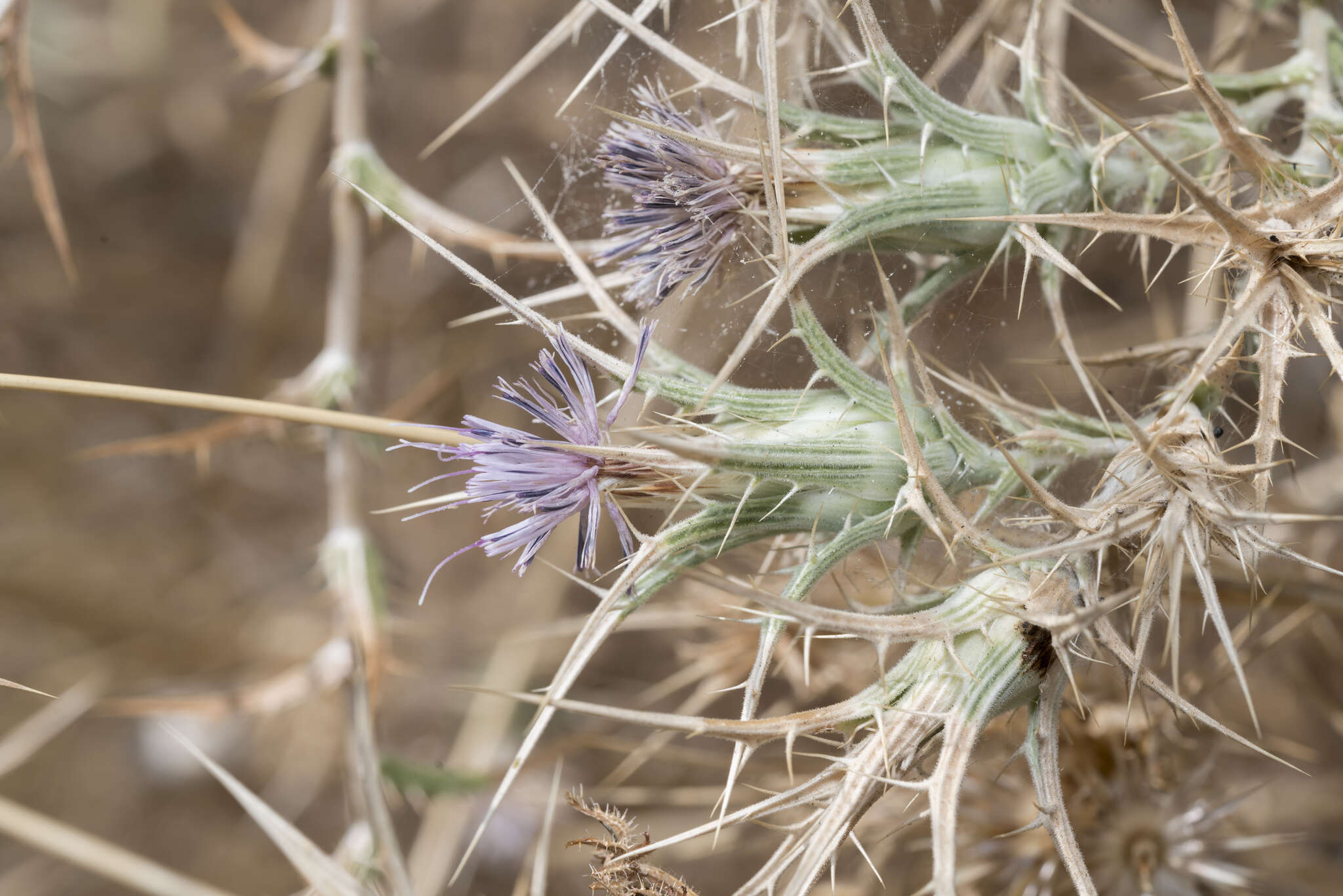 Image of Red Toothed Star-thistle