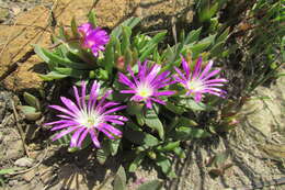 Delosperma carolinense N. E. Br. resmi