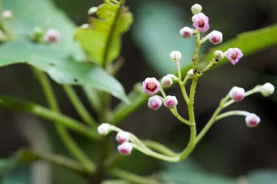 Image of Saurauia napaulensis DC.