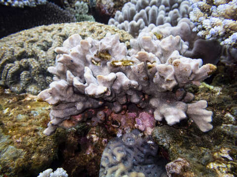 Image of Branched Sandpaper Coral