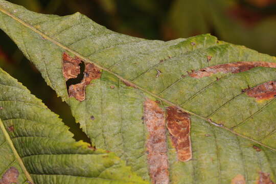 Image of Erysiphe flexuosa (Peck) U. Braun & S. Takam. 2000