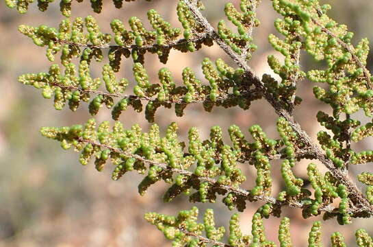 Image of Cheilanthes parviloba (Sw.) Sw.