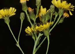 Image of New England hawkweed