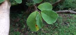 Imagem de Annona holosericea Saff.