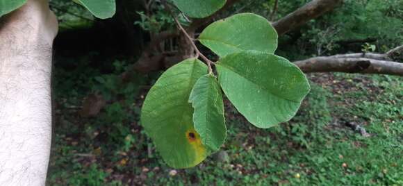 Image de Annona holosericea Saff.