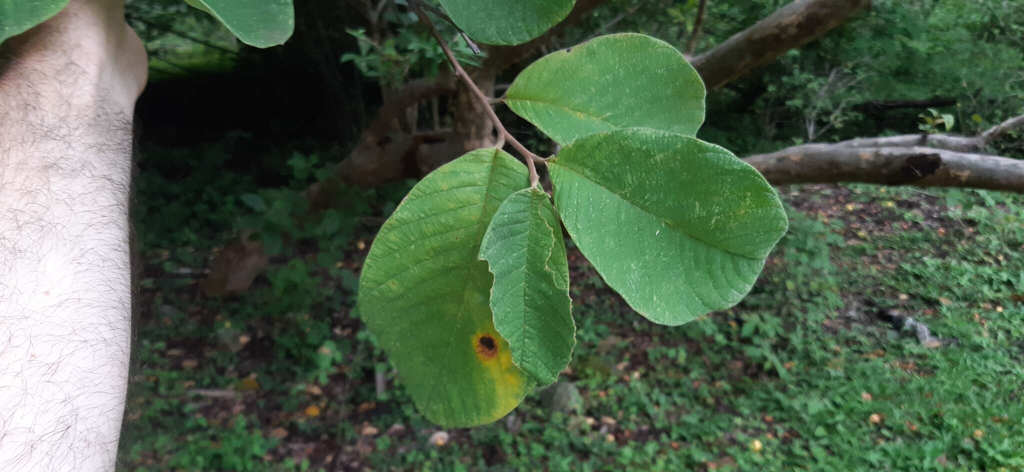 Imagem de Annona holosericea Saff.