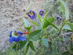 Image of Blue Nasturtium