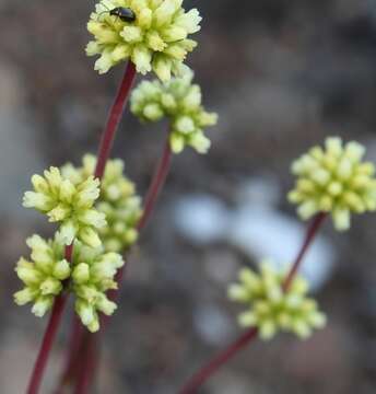 Image of Crassula pubescens Thunb.