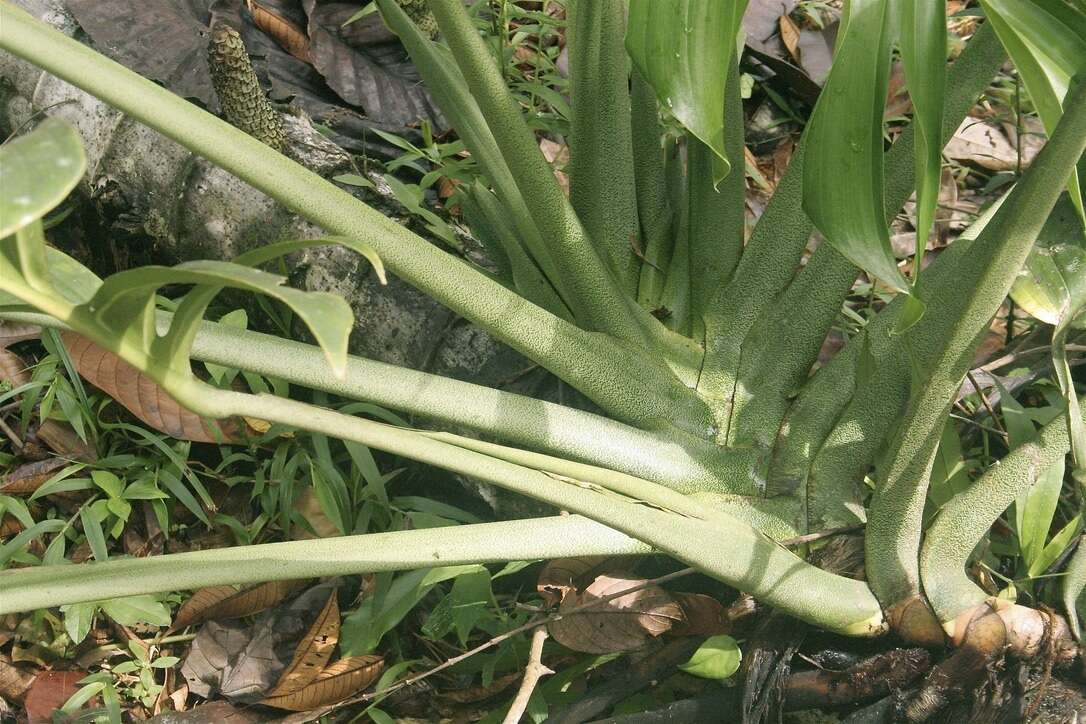 Image of Monstera pinnatipartita Schott