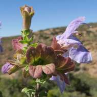 Imagem de Salvia dentata Aiton