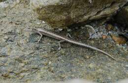 Image of Coastal snake-eyed skink