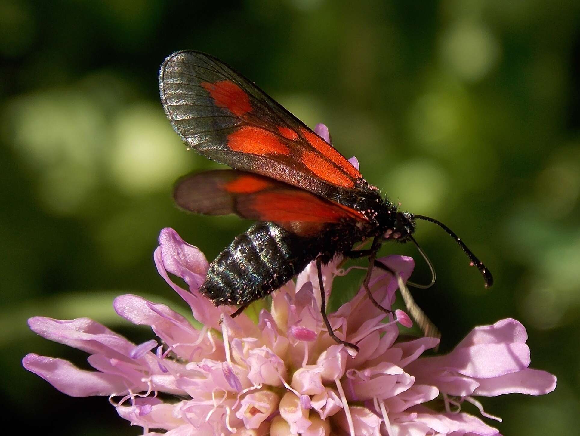 Plancia ëd <i>Zygaena romeo</i>