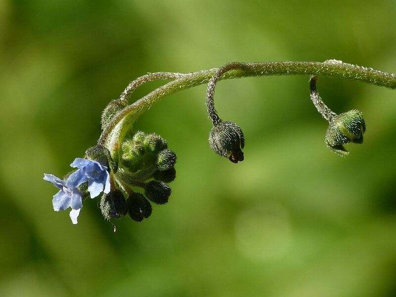 Cynoglossum australe R. Br.的圖片