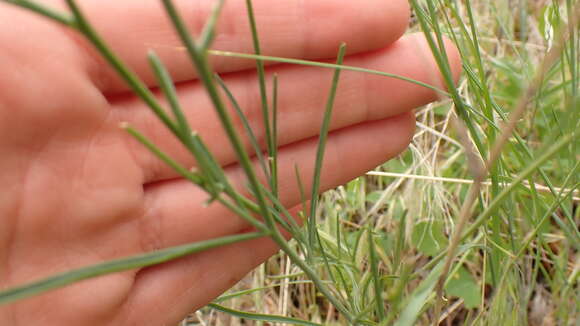 Image of flaxleaf plainsmustard