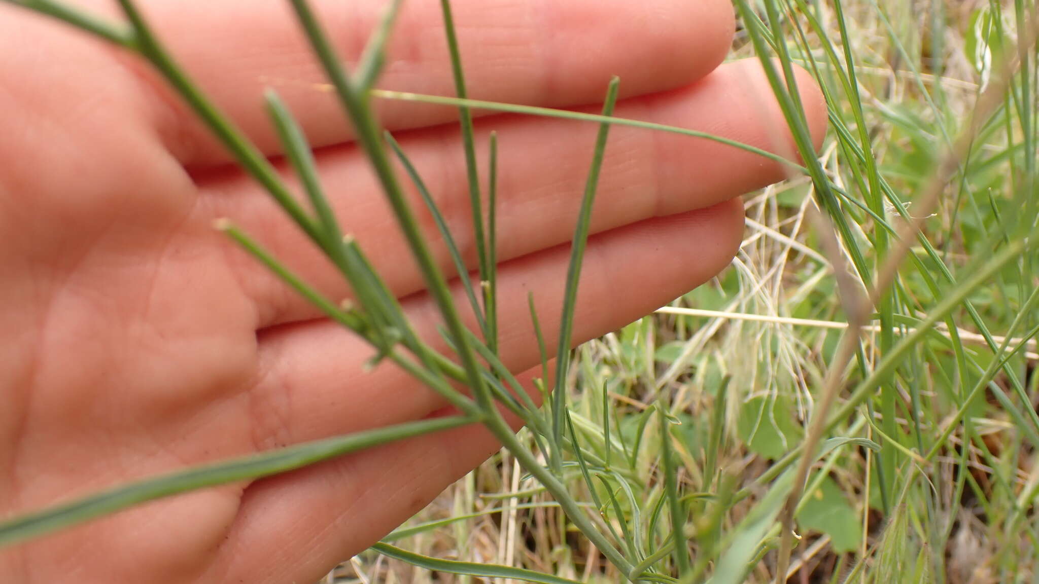 Sisymbrium linifolium (Nutt.) Nutt.的圖片