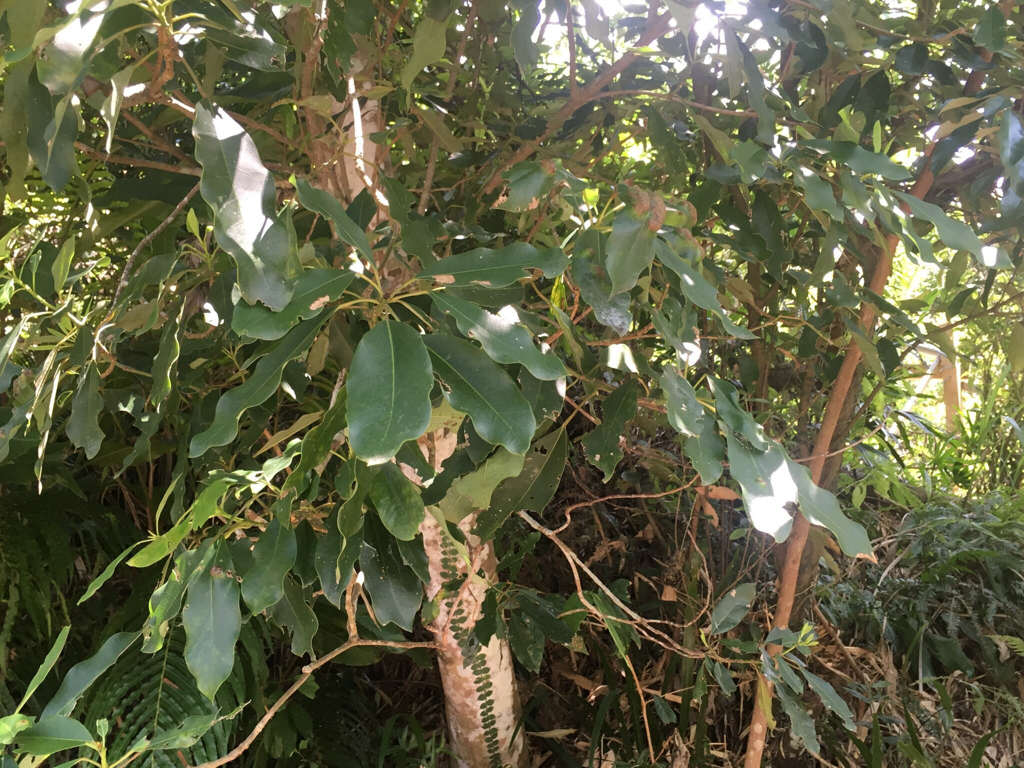 Daphniphyllum pentandrum Hayata resmi