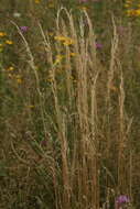 Image of golden oat grass