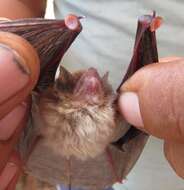 Image of disc-winged bats