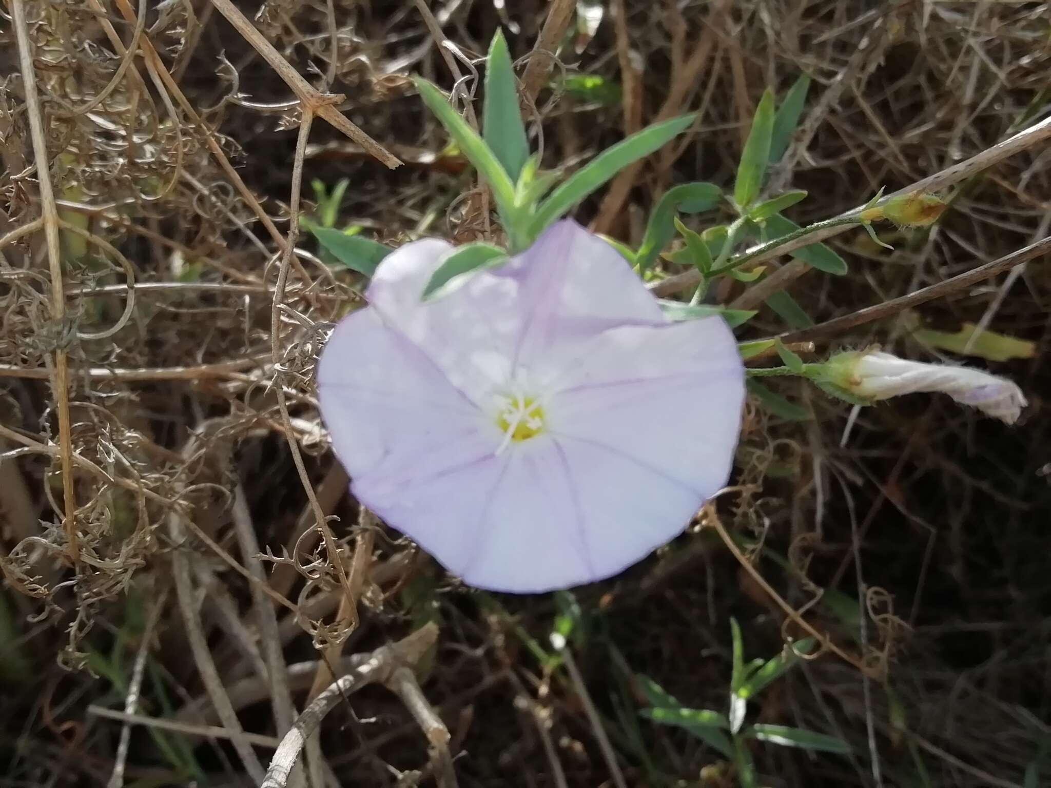 Image of Convolvulus valentinus Cav.